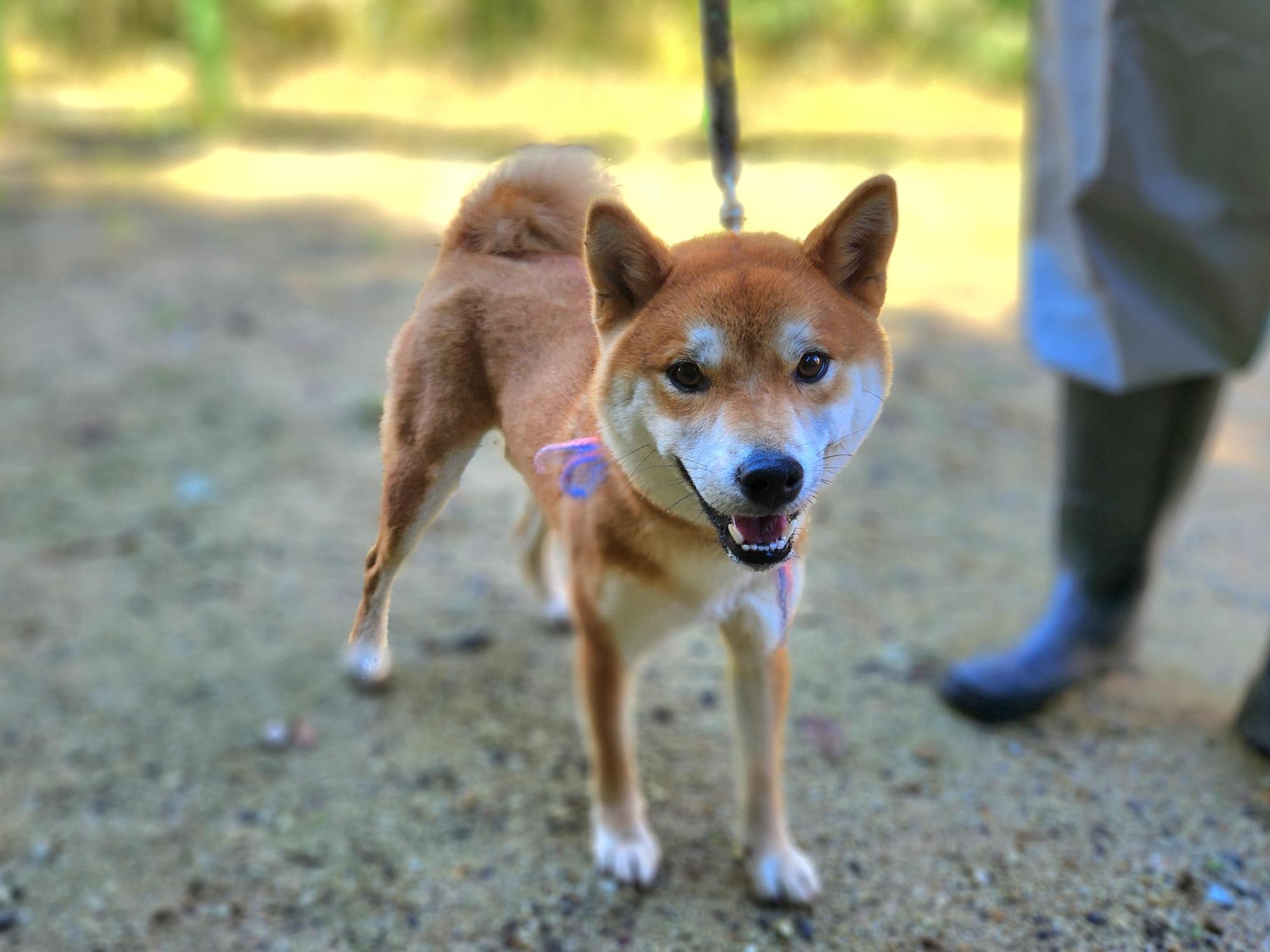 종료(입양) 시바의…