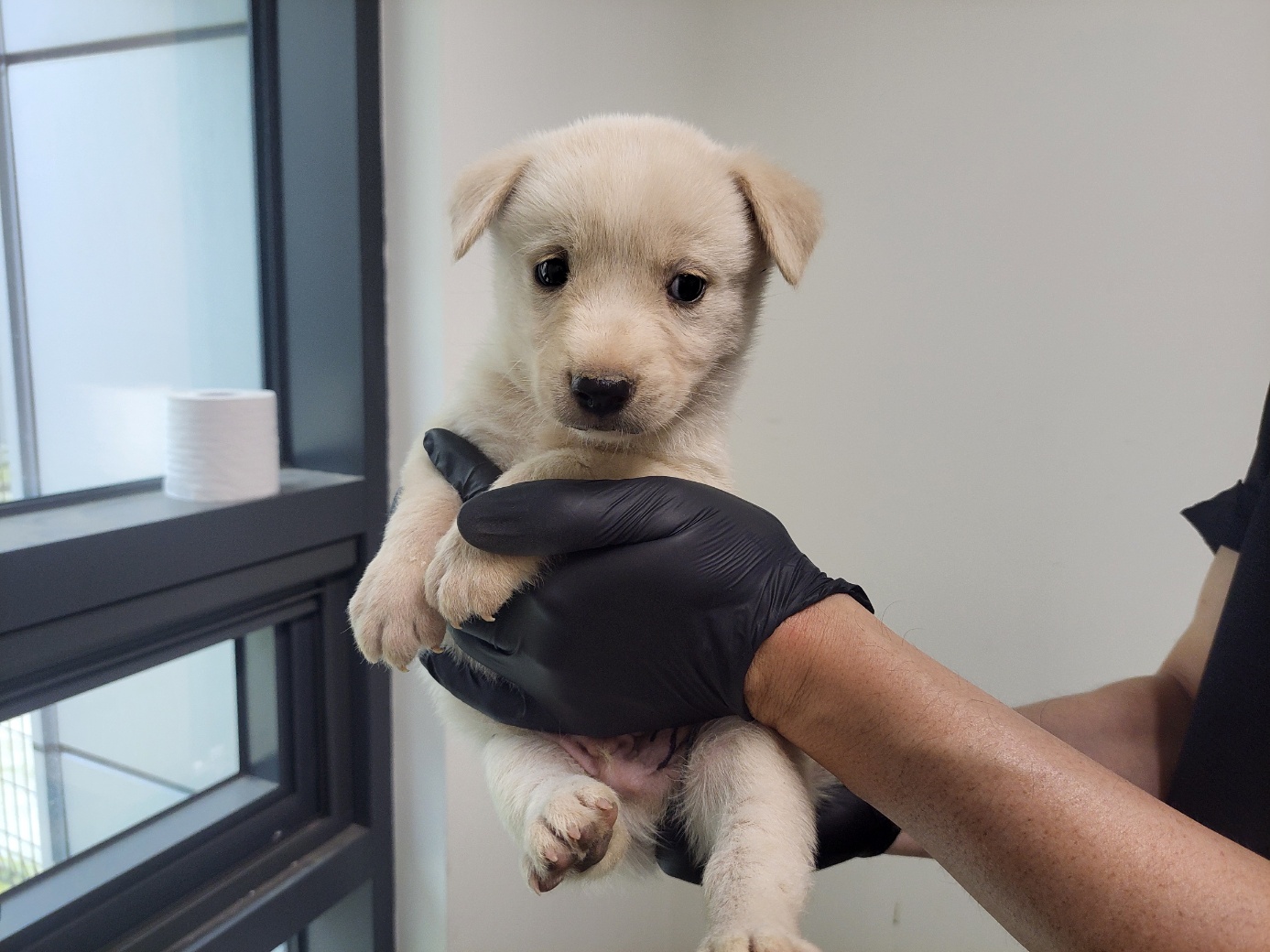 보호중 믹스견의 가…