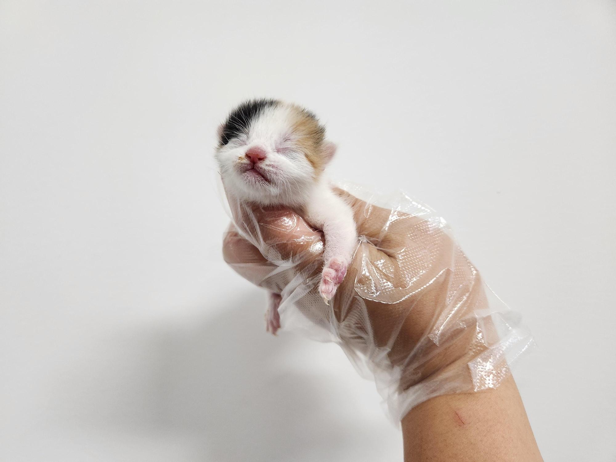 광주TNR동물병원송정_441554202501634