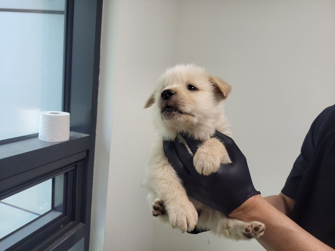 고양시동물보호센터_441394202502157