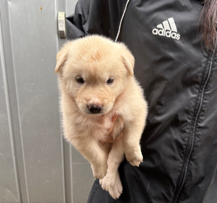 보호중 믹스견의 가…