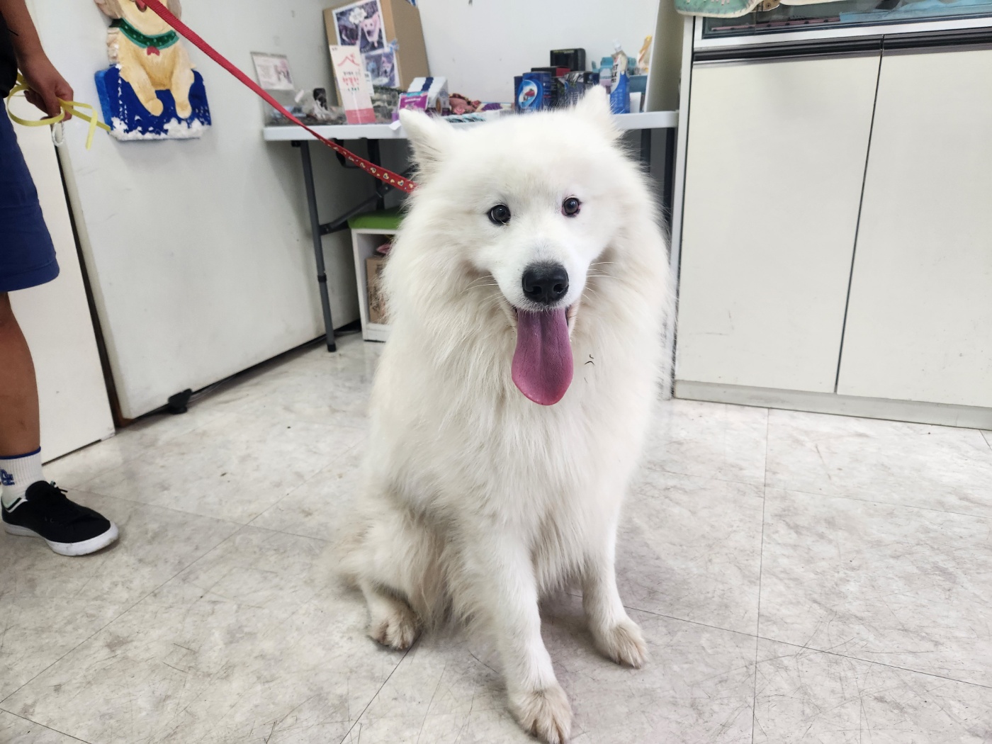 종료(반환) 사모예…