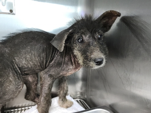 종료(자연사) 믹스…