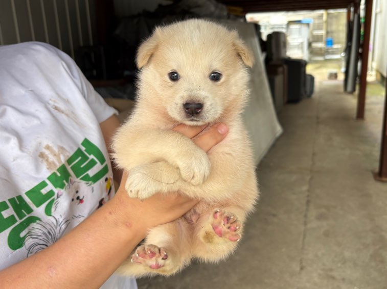 보호중 믹스견의 가…