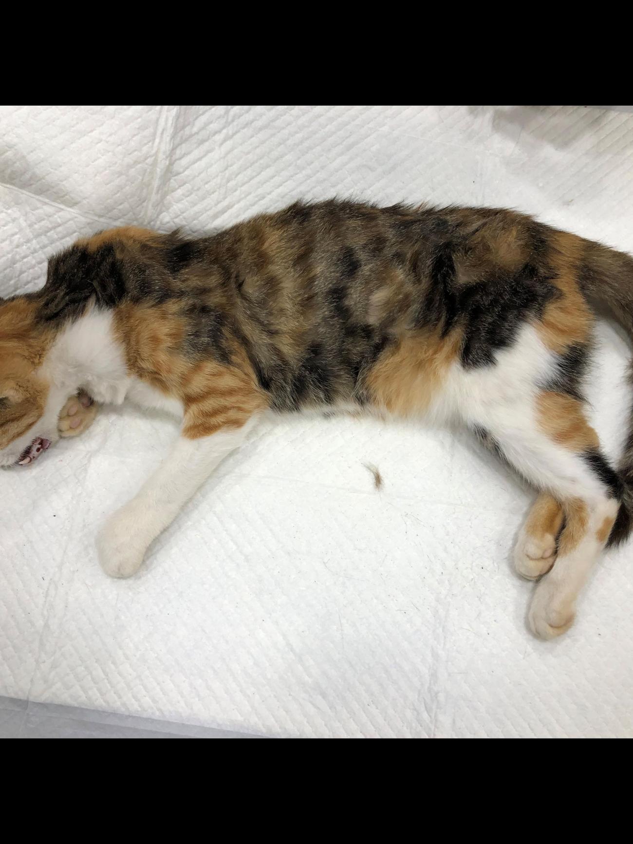 디디동물병원_428357202501377