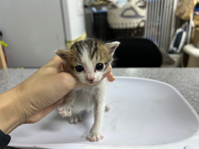 종료(입양) 한국 …