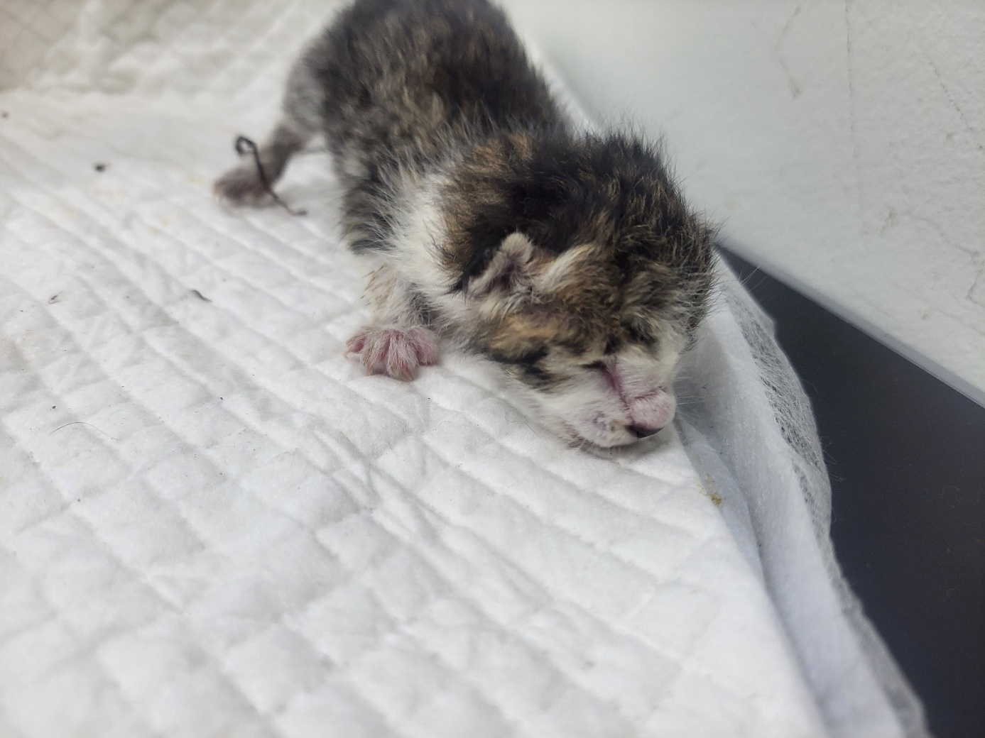 종료(자연사) 한국…