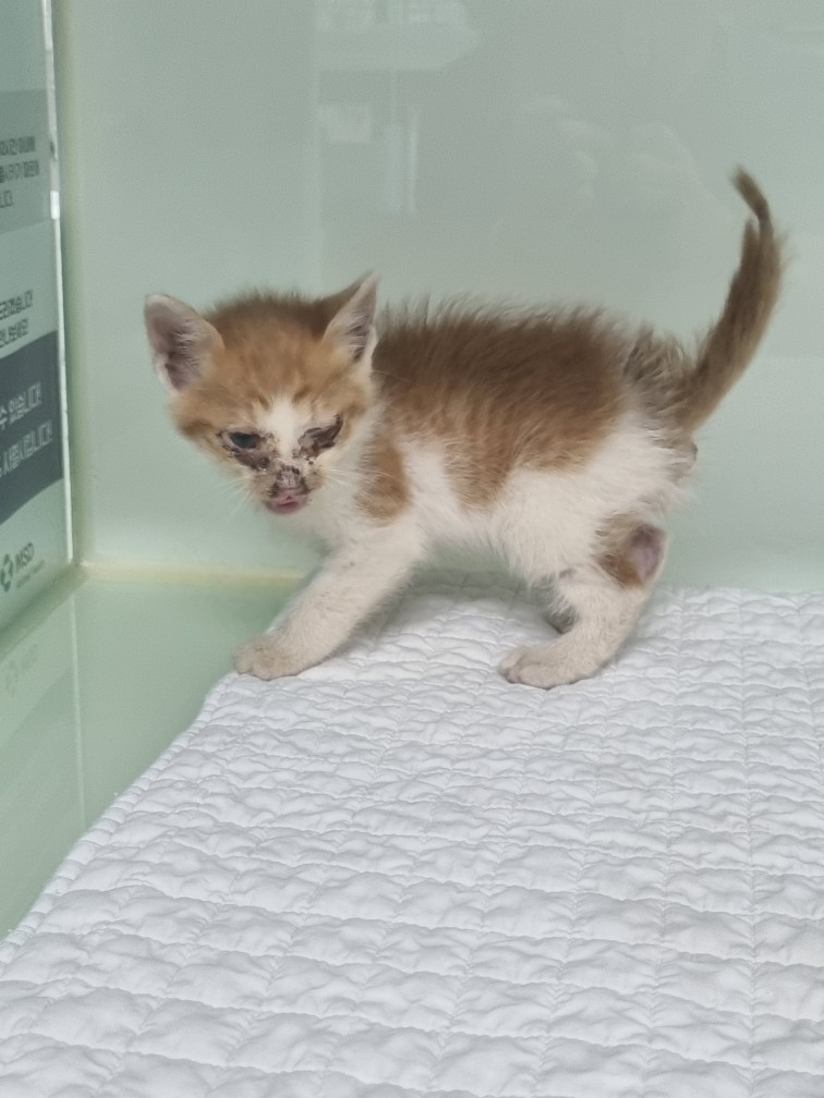 종료(자연사) 한국…