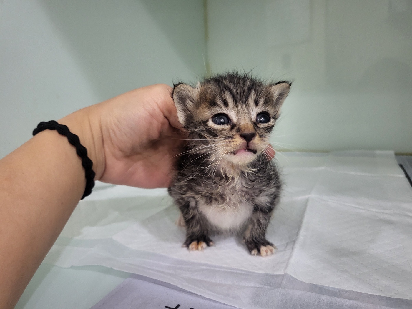 종료(자연사) 한국…