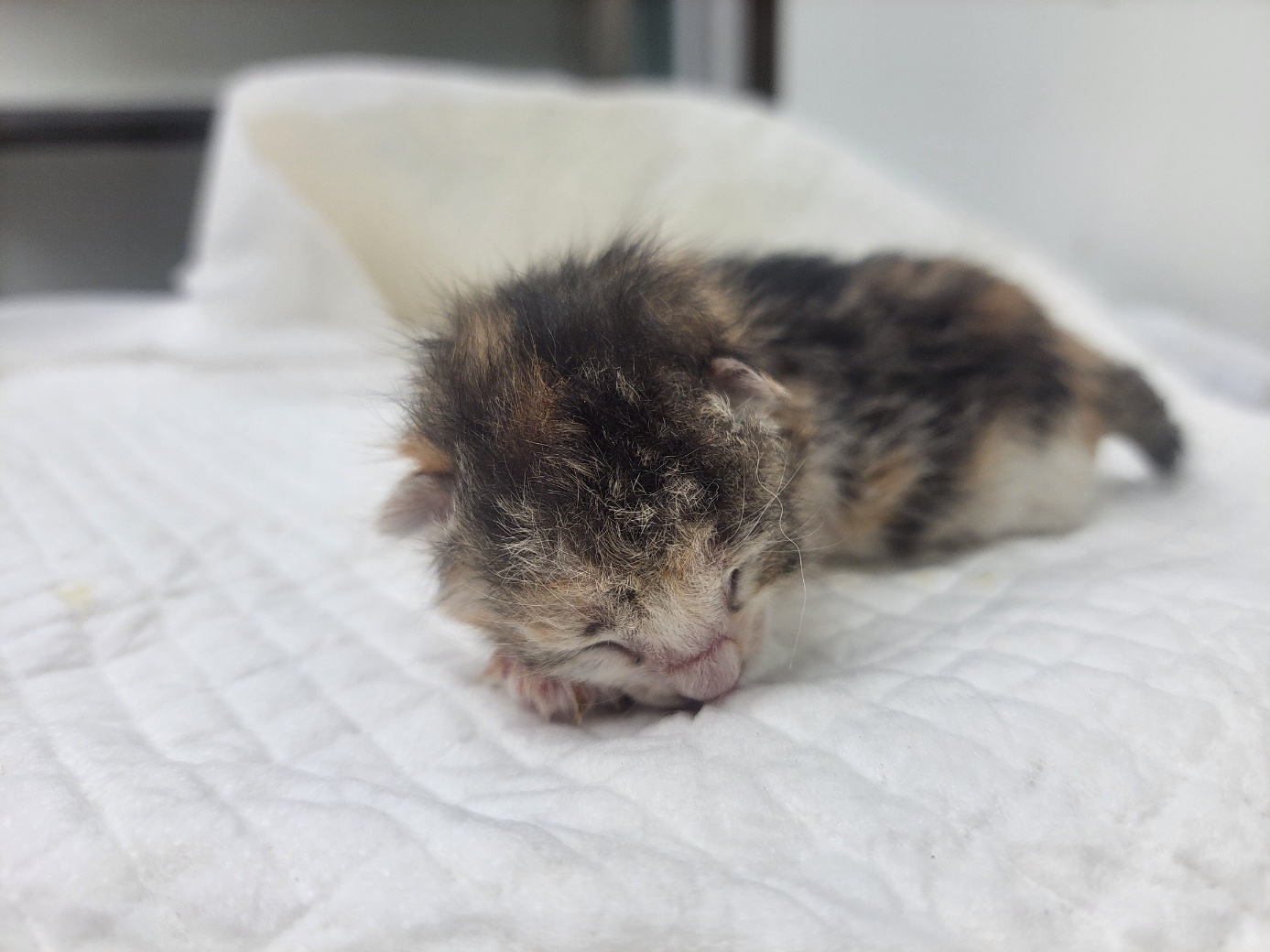 고양시동물보호센터_441394202502180