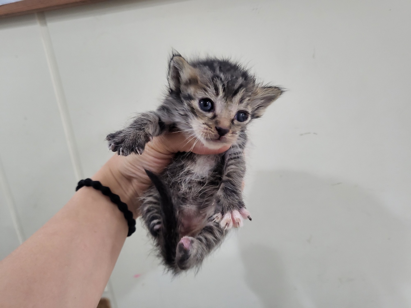 가정동물병원_428356202501444