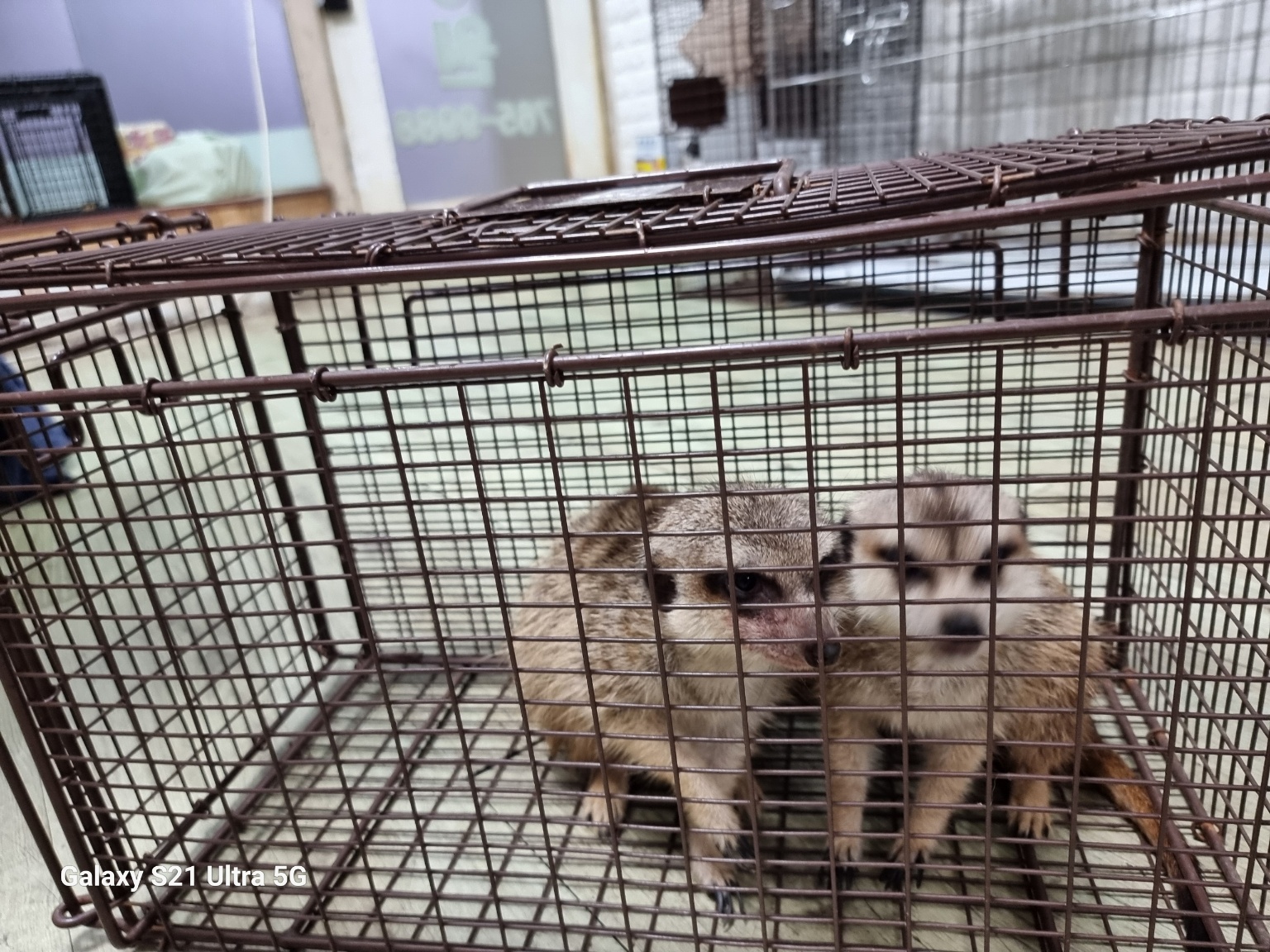 종료(입양) 기타축…