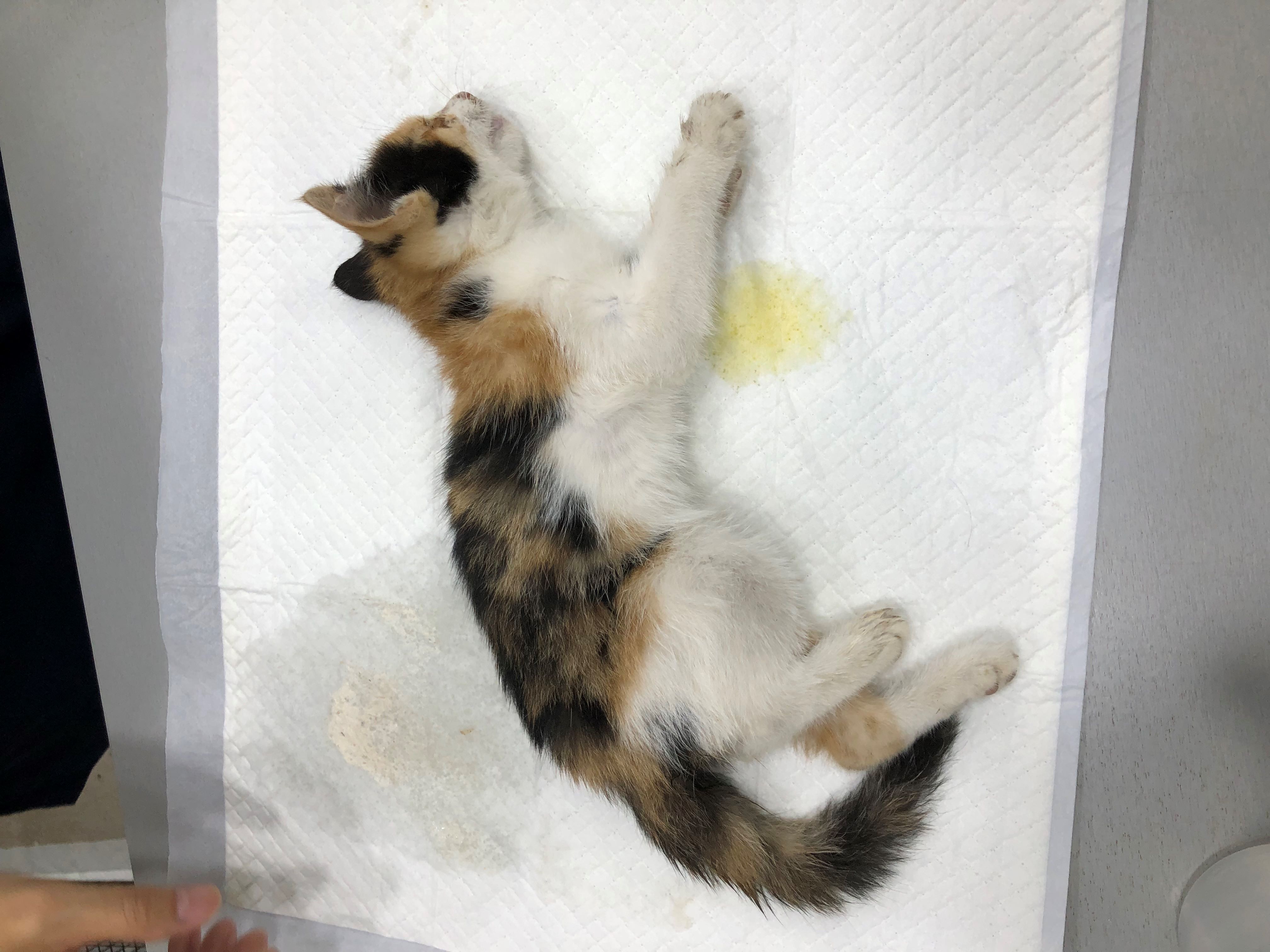 종료(자연사) 한국…