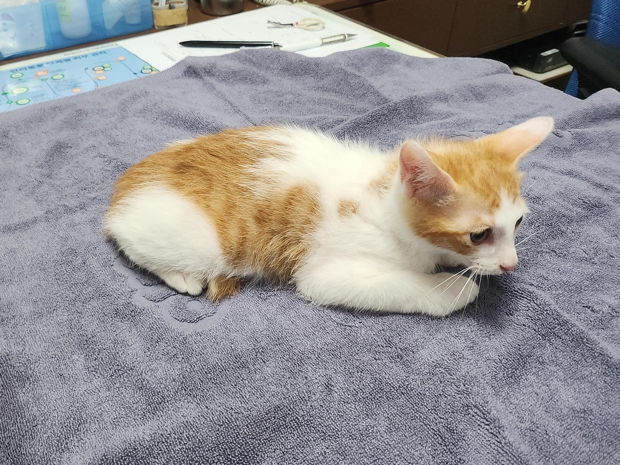 대구수의사회(아이펫)_427343202500938