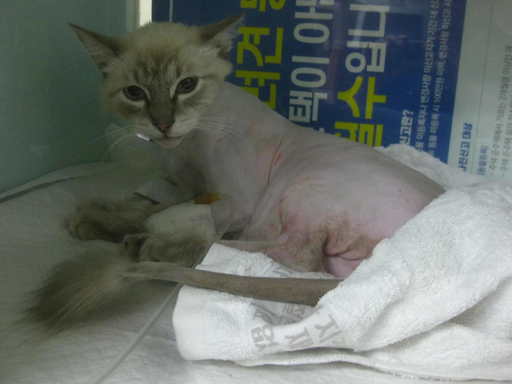 종료(반환) 발리네…