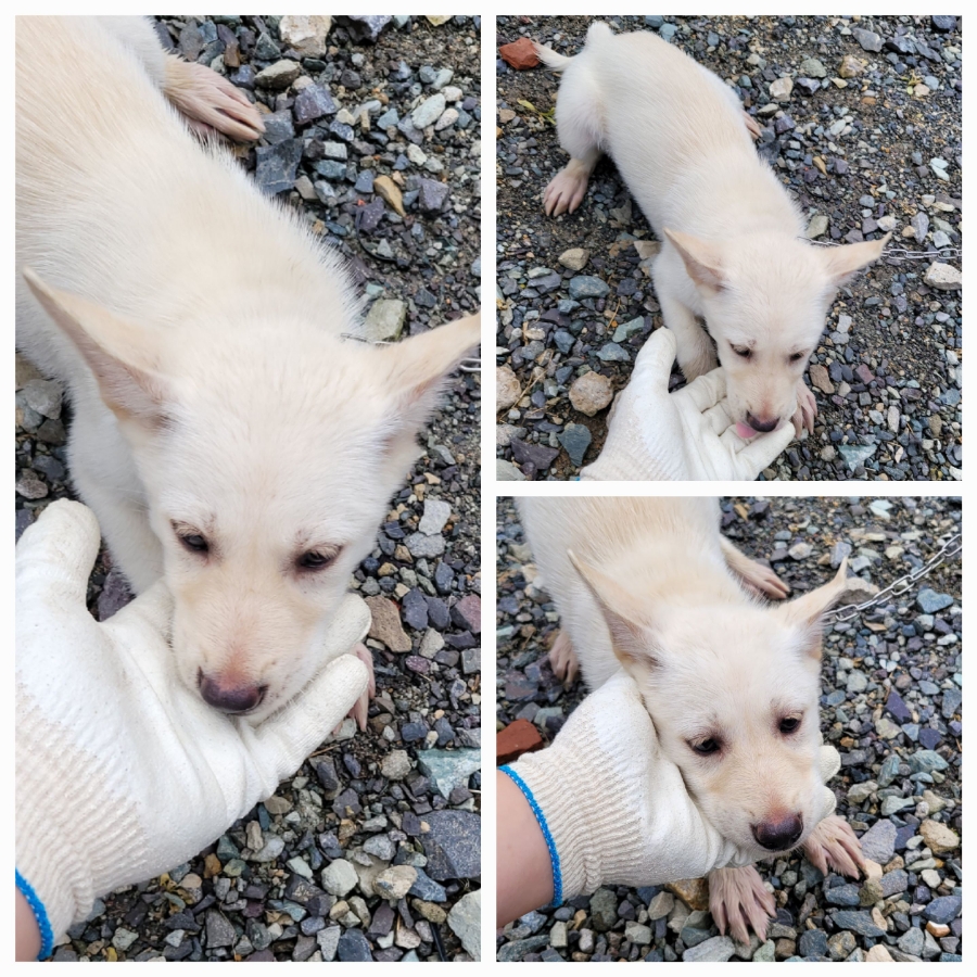 보호중 믹스견의 가…