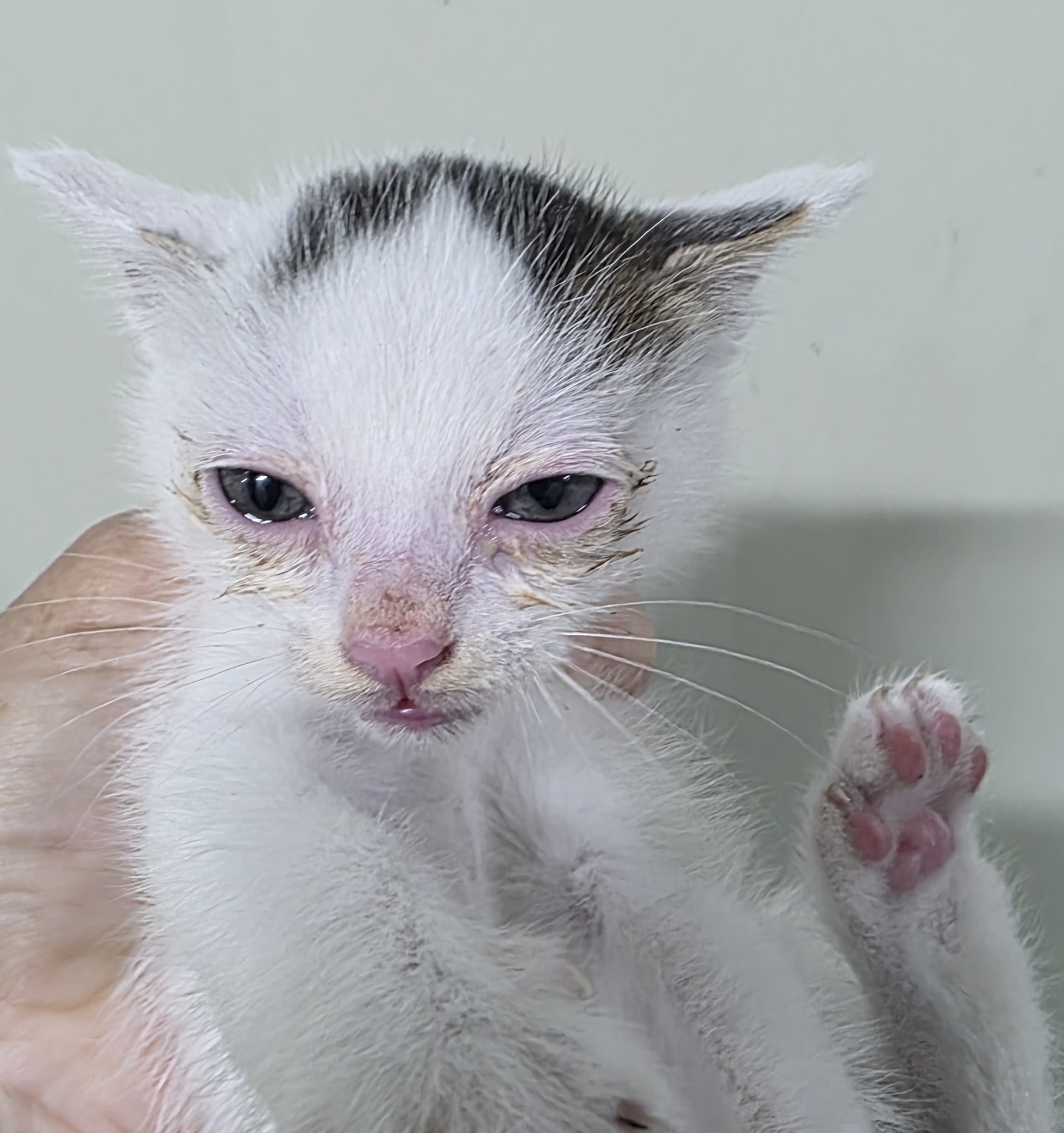 종료(자연사) 한국…