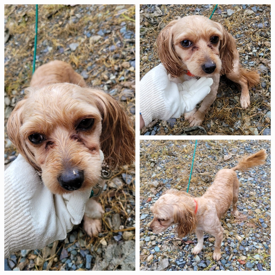 종료(반환) 믹스견…