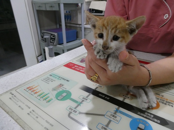 종료(자연사) 한국…