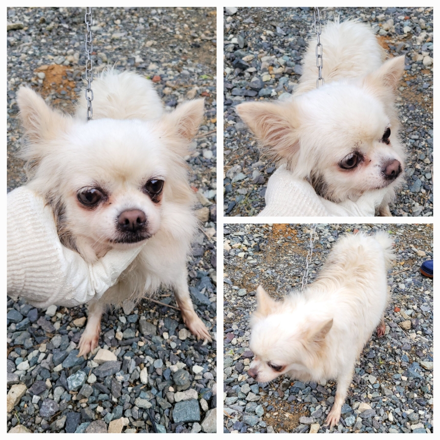 무안군유기동물보호소_446495202500345