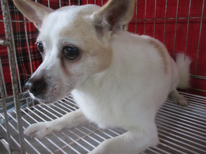 보호중 믹스견의 가…