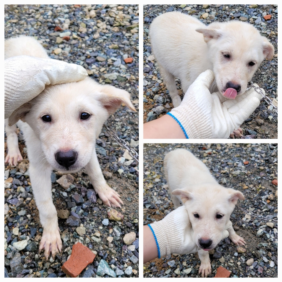 보호중 믹스견의 가…