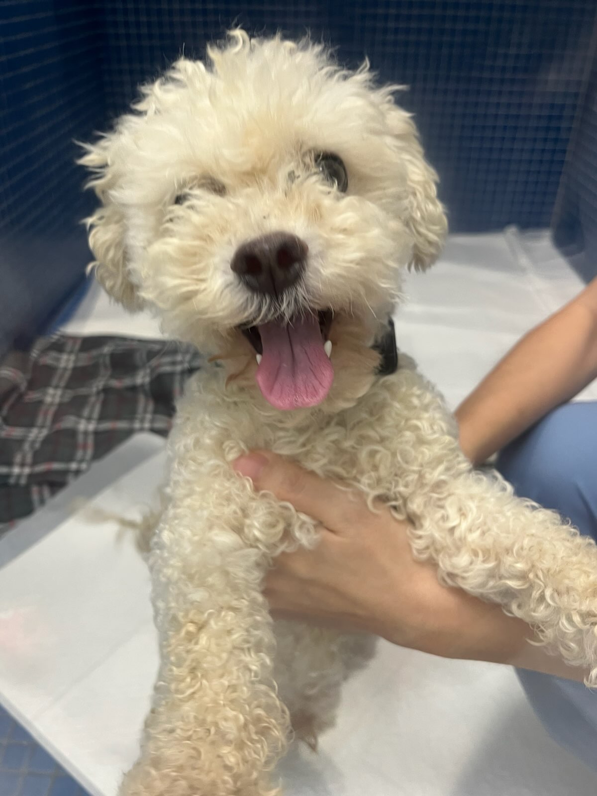 보호중 푸들의 가족…