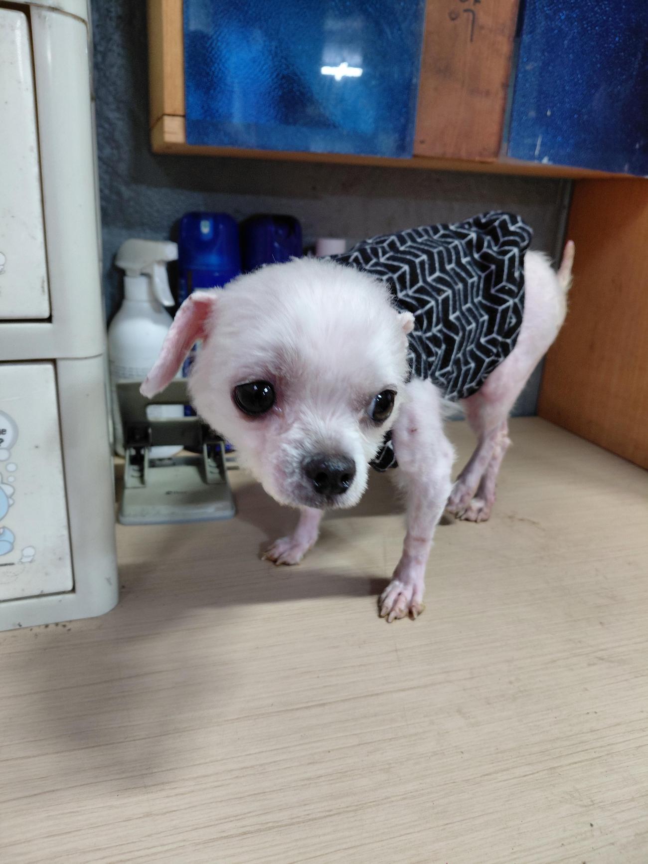 보호중 말티즈의 가…