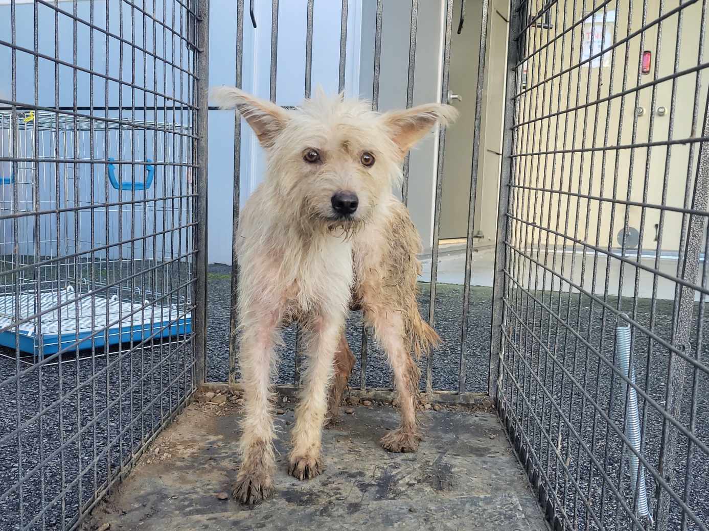 고양시동물보호센터_441394202502186