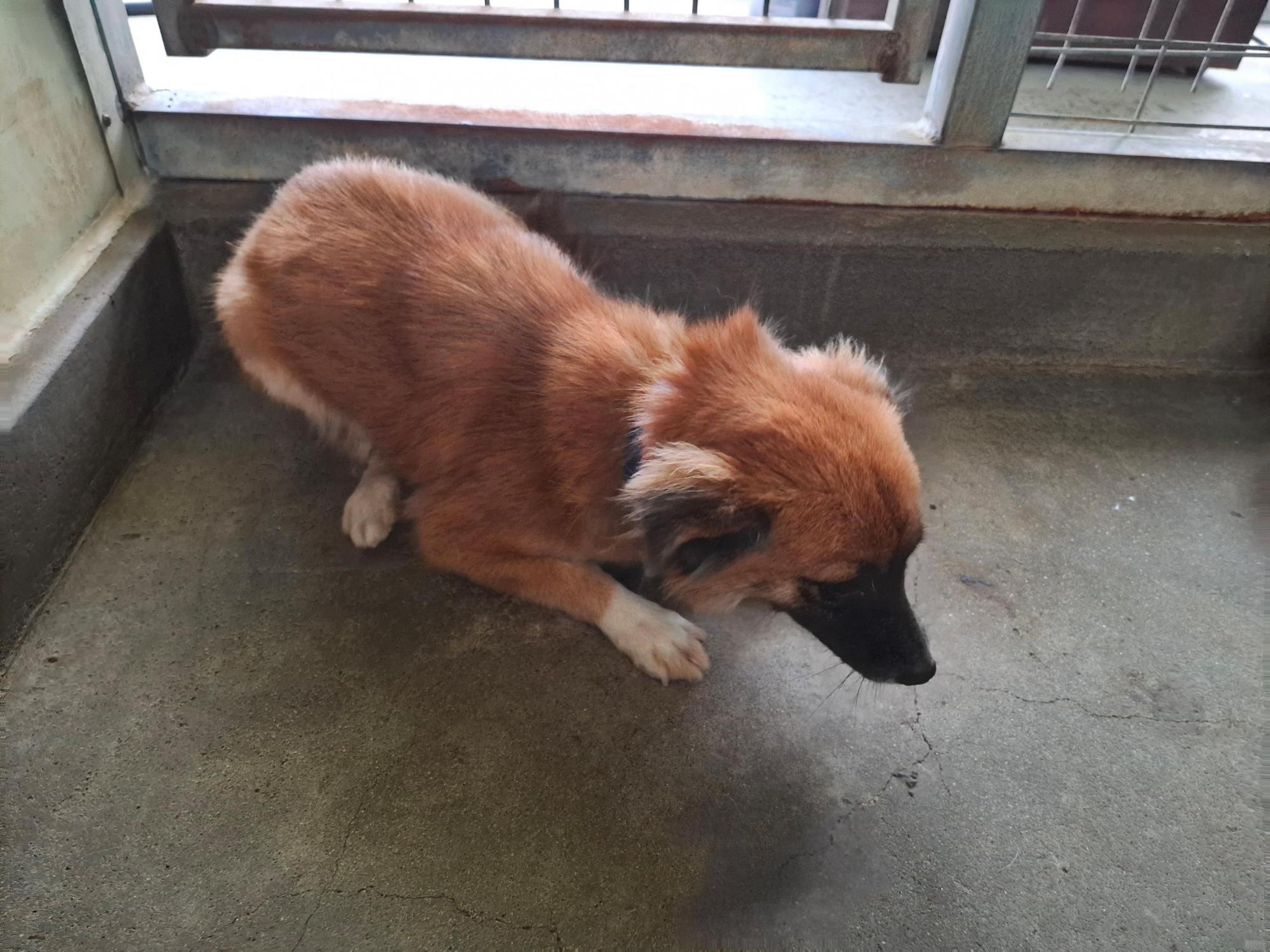 보호중 믹스견의 가…