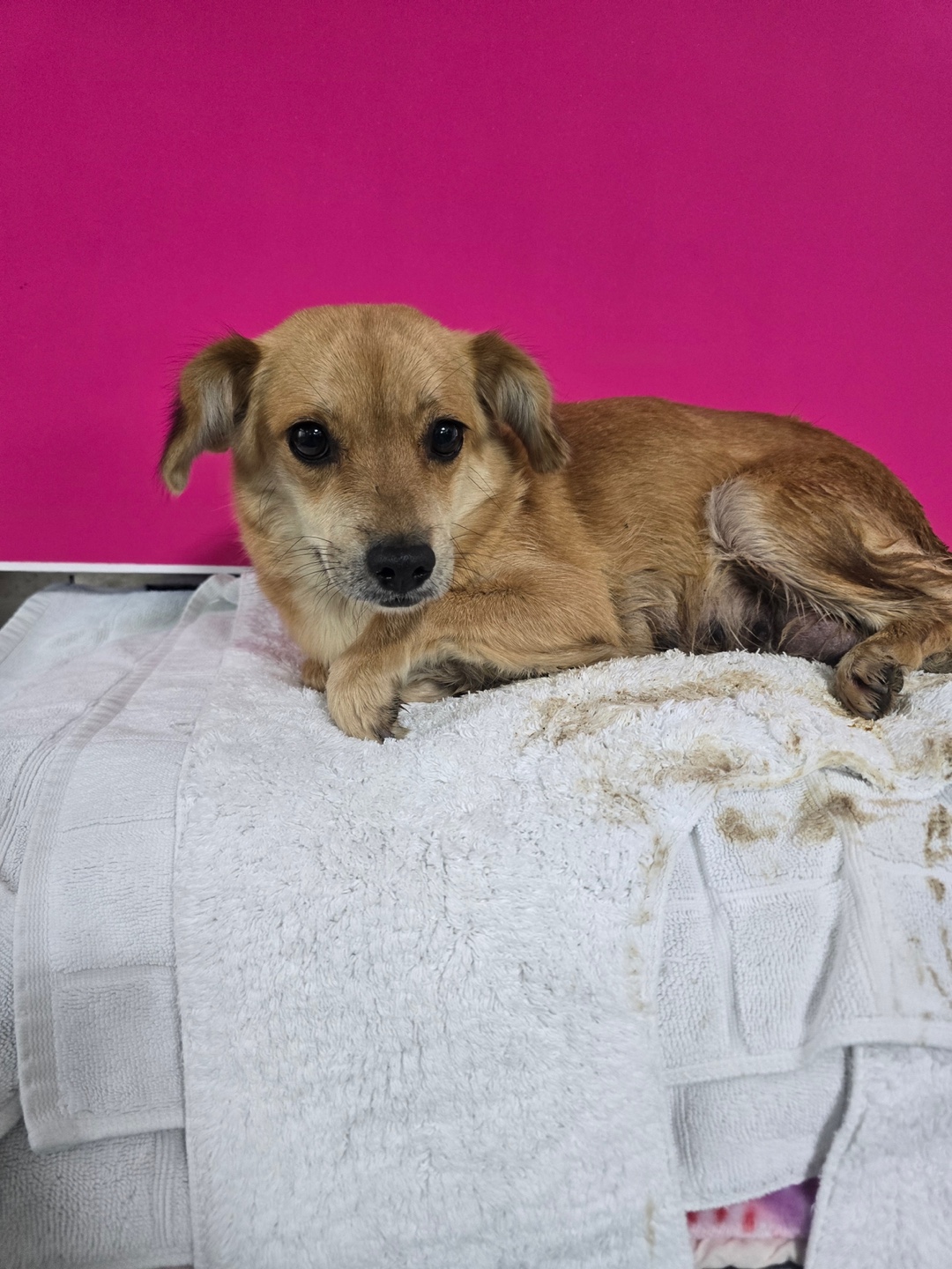 보호중 믹스견의 가…