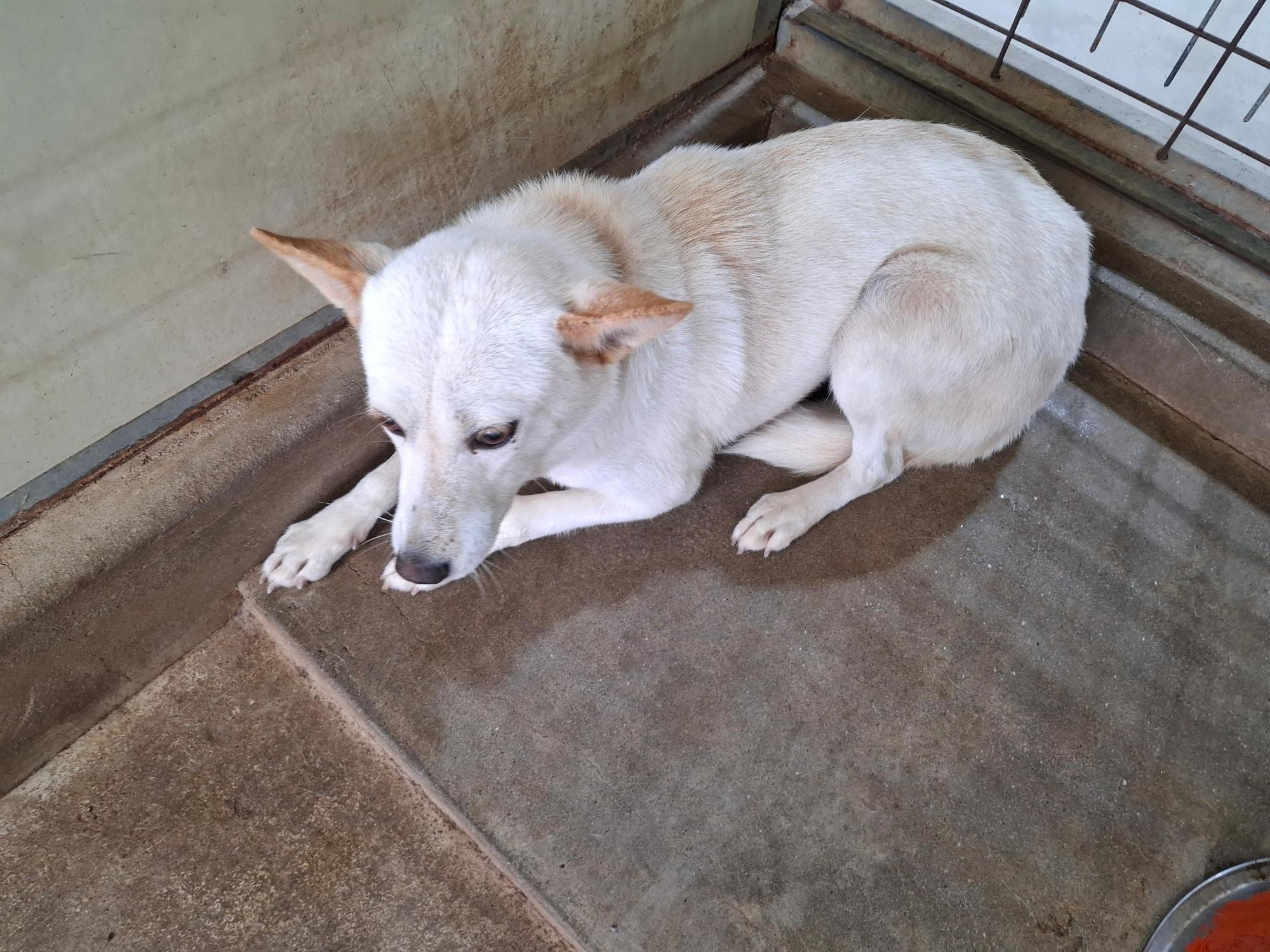 보호중 믹스견의 가…