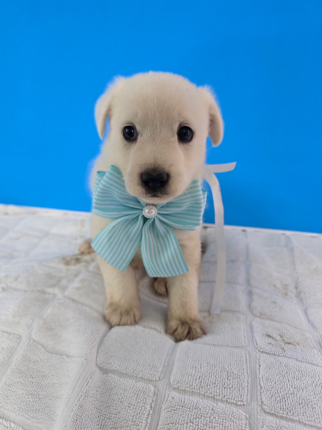 보호중 믹스견의 가…