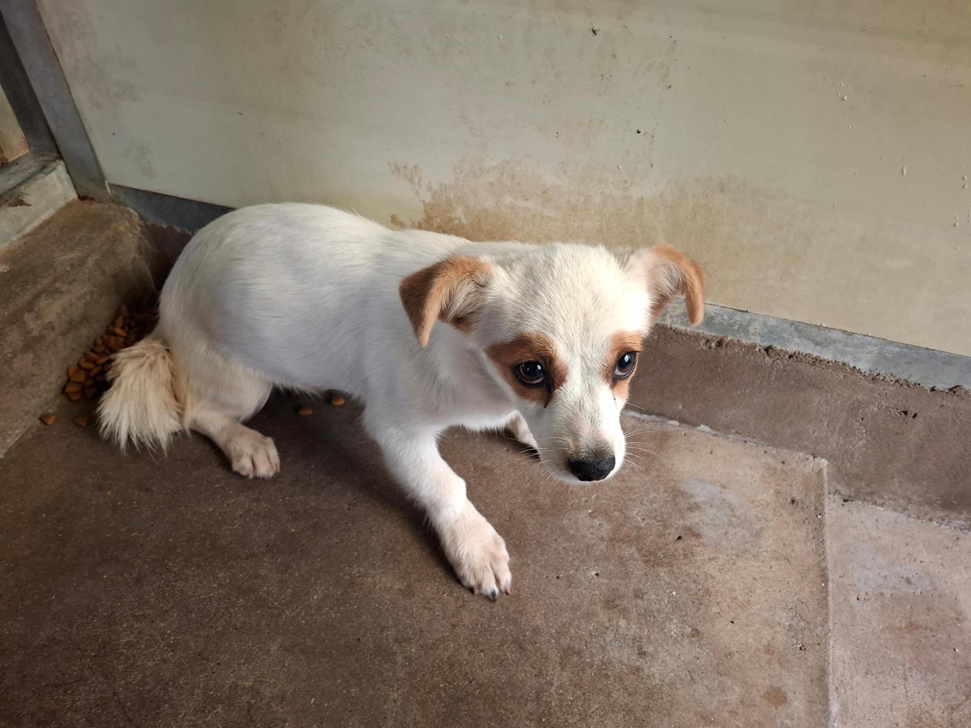 보호중 믹스견의 가…