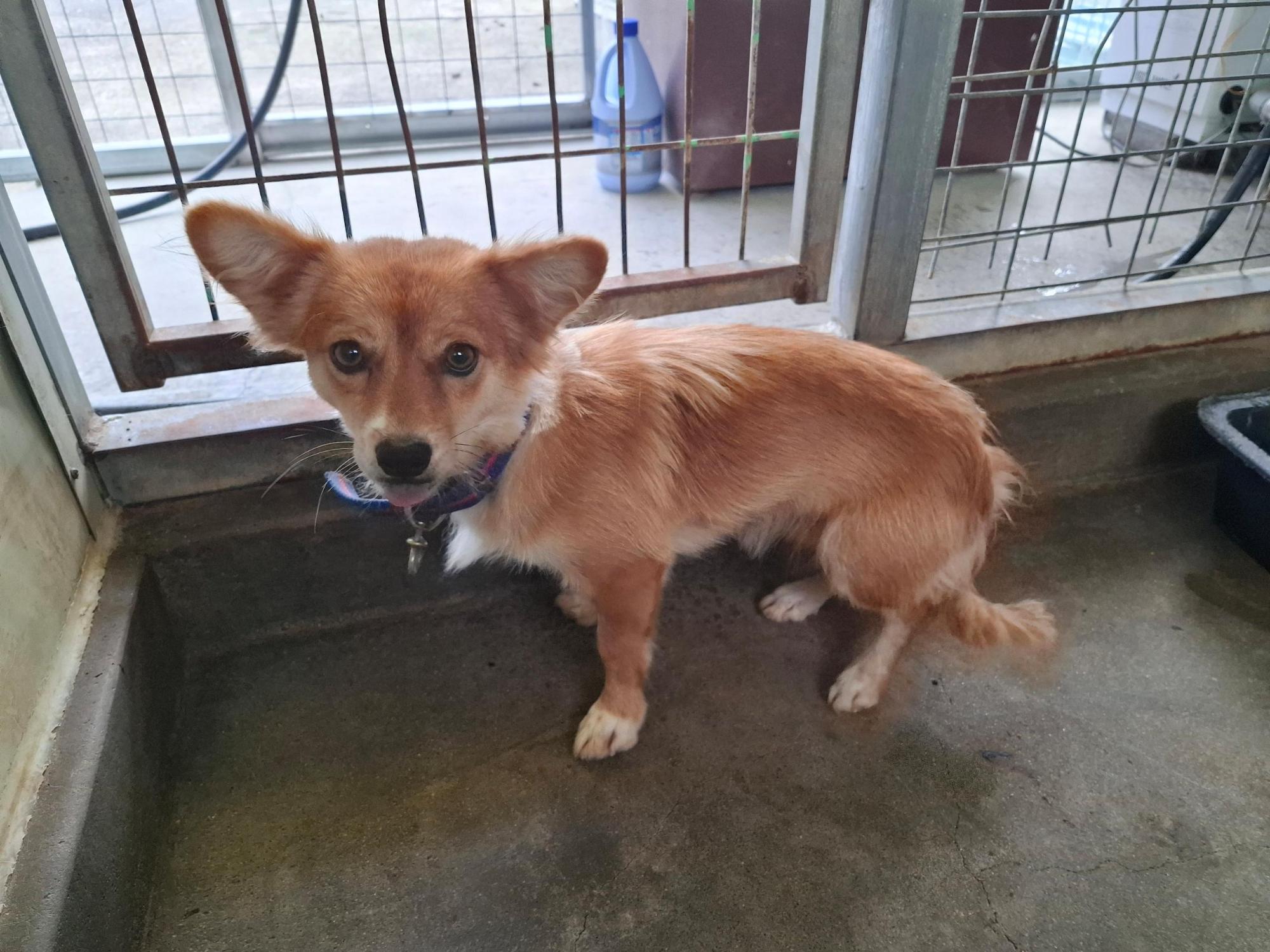 보호중 믹스견의 가…