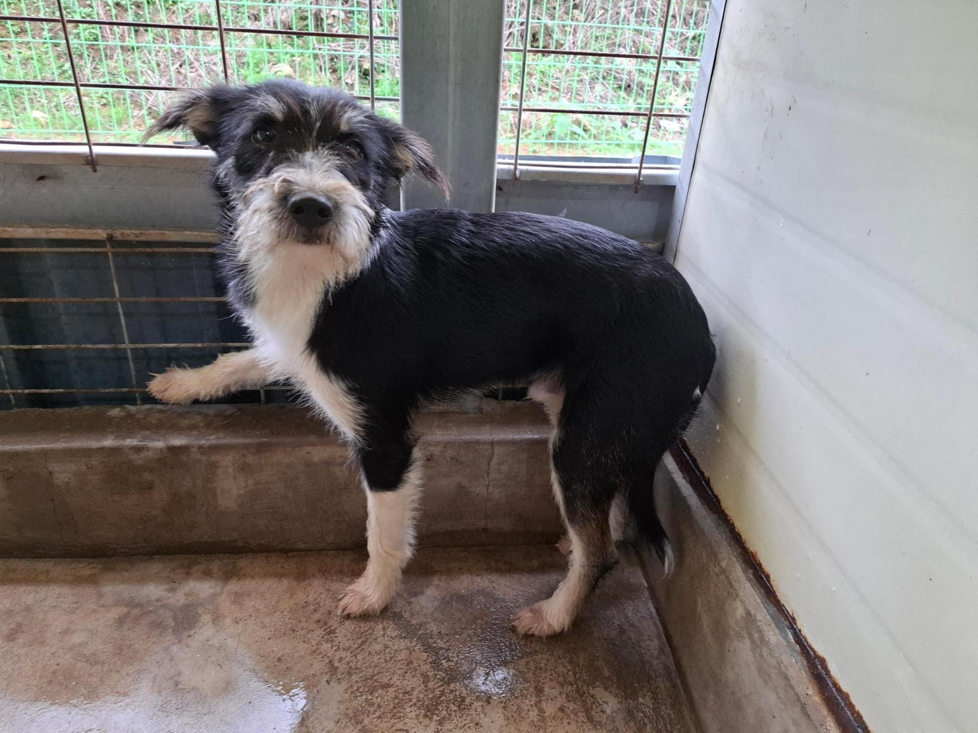 고흥군임시보호센터_446488202500288