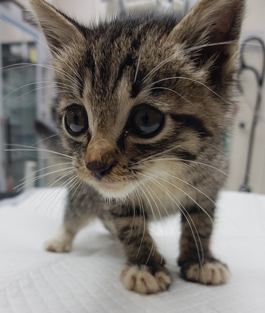 조재진동물병원_428354202500993