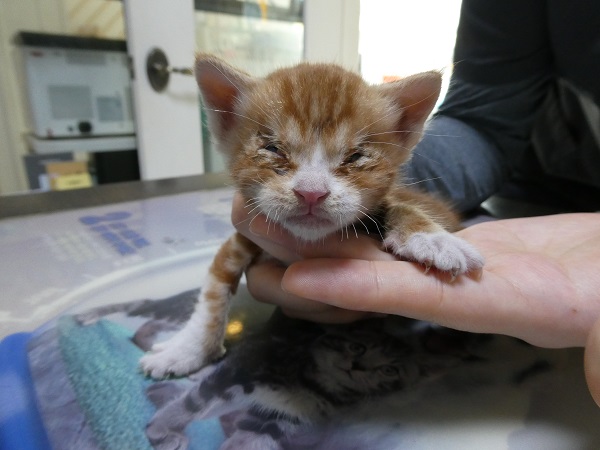 종료(자연사) 한국…