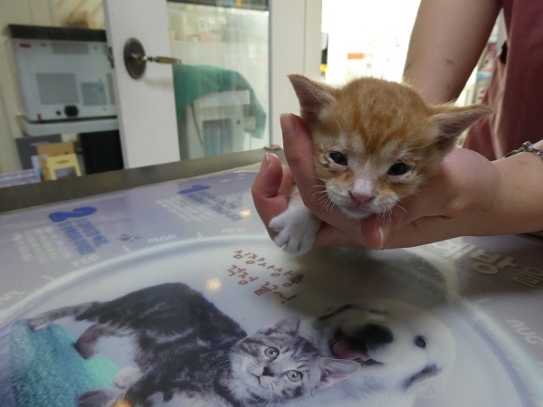 종료(자연사) 한국…