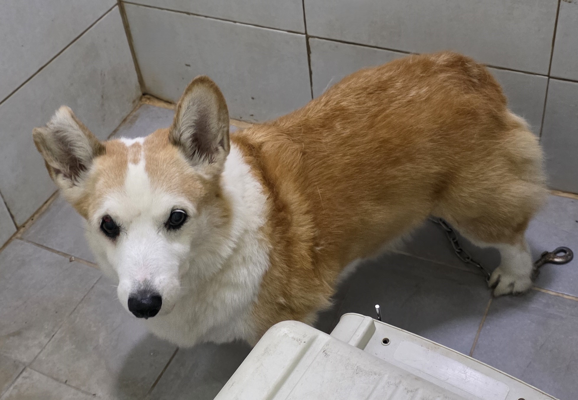 종료(반환) 웰시 …