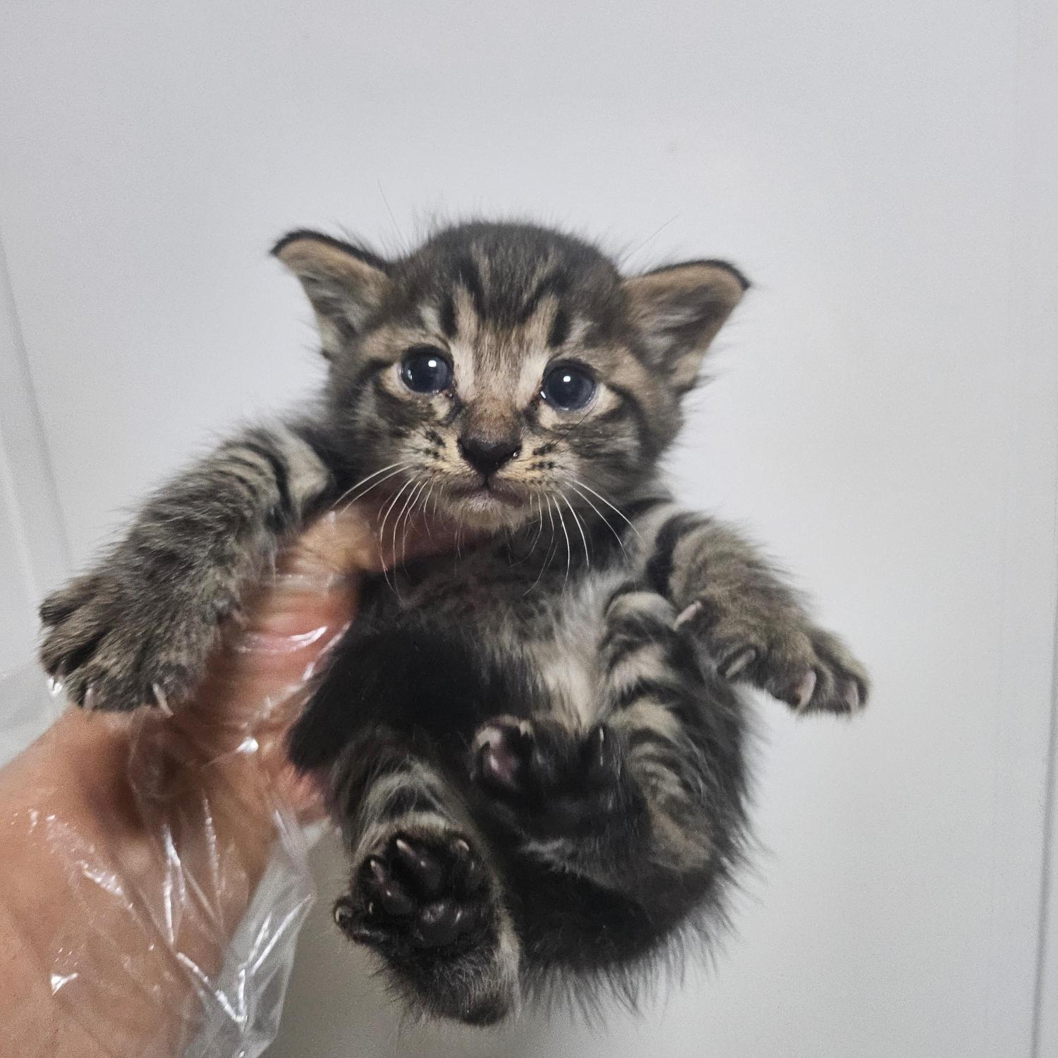 울산유기동물보호센터_431371202500485