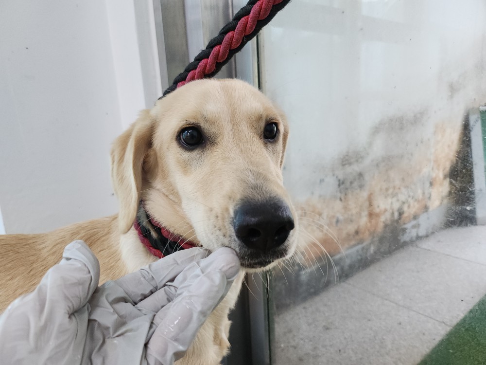 보호중 믹스견의 가…