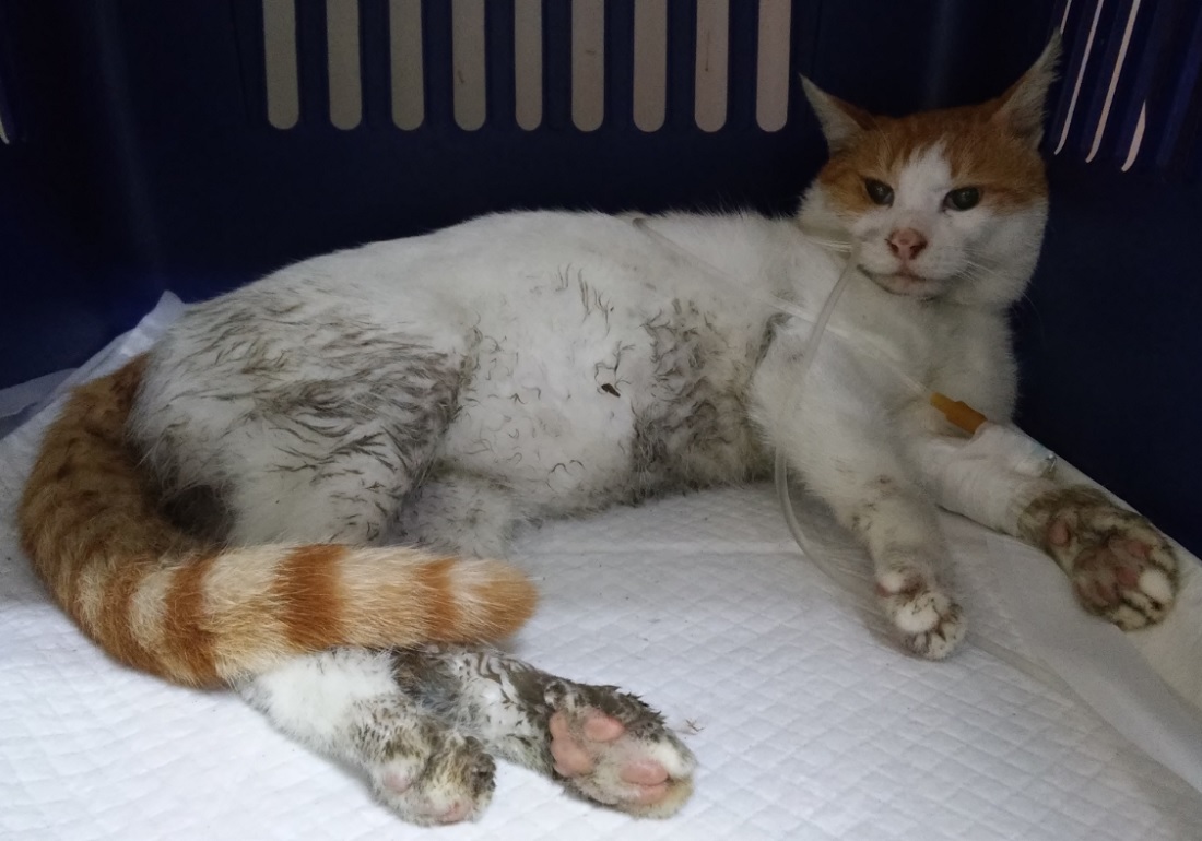 산타클라라동물병원_431369202500665