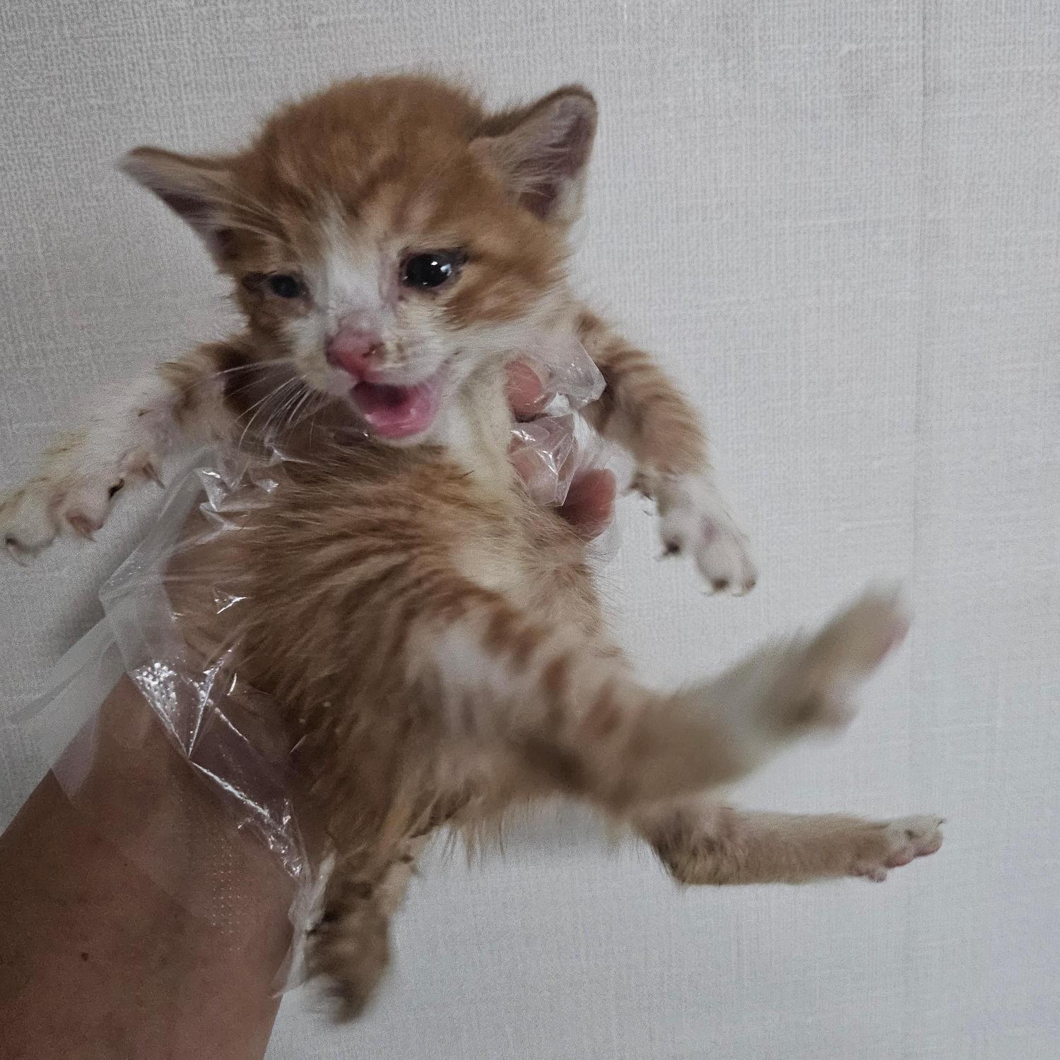 울산유기동물보호센터_431373202501476