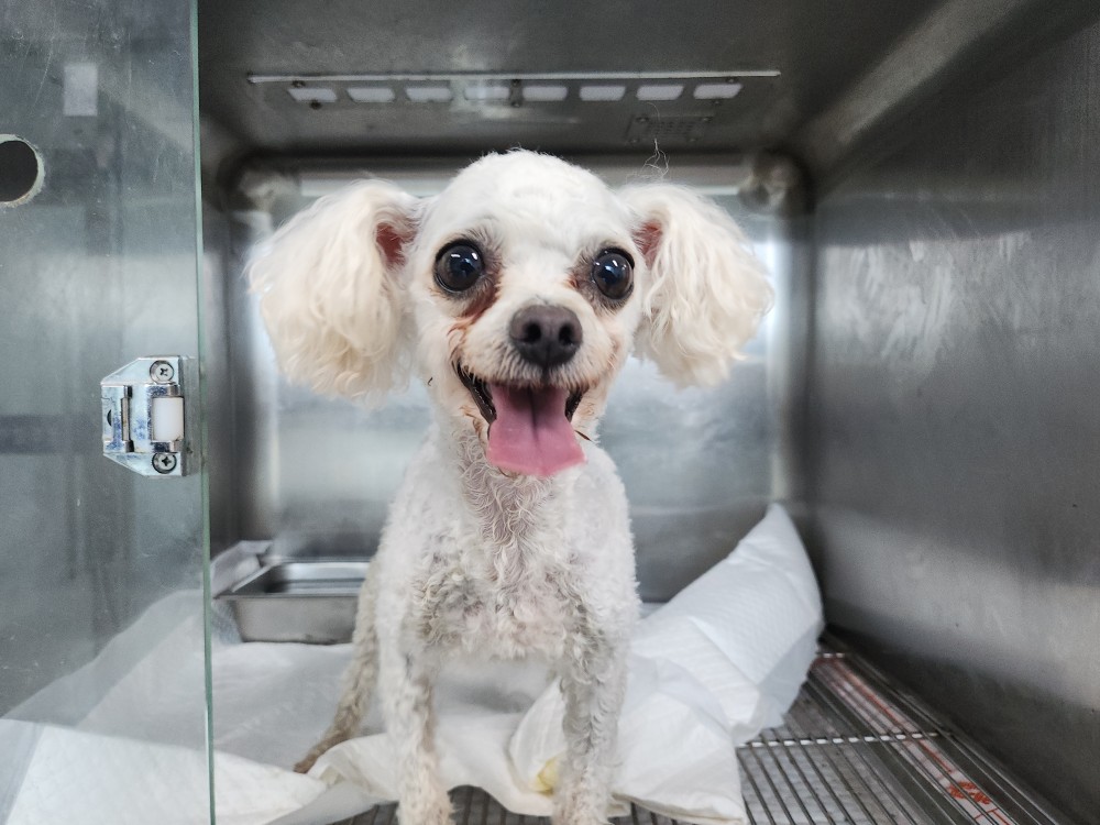 광주동물보호센터_429361202500628