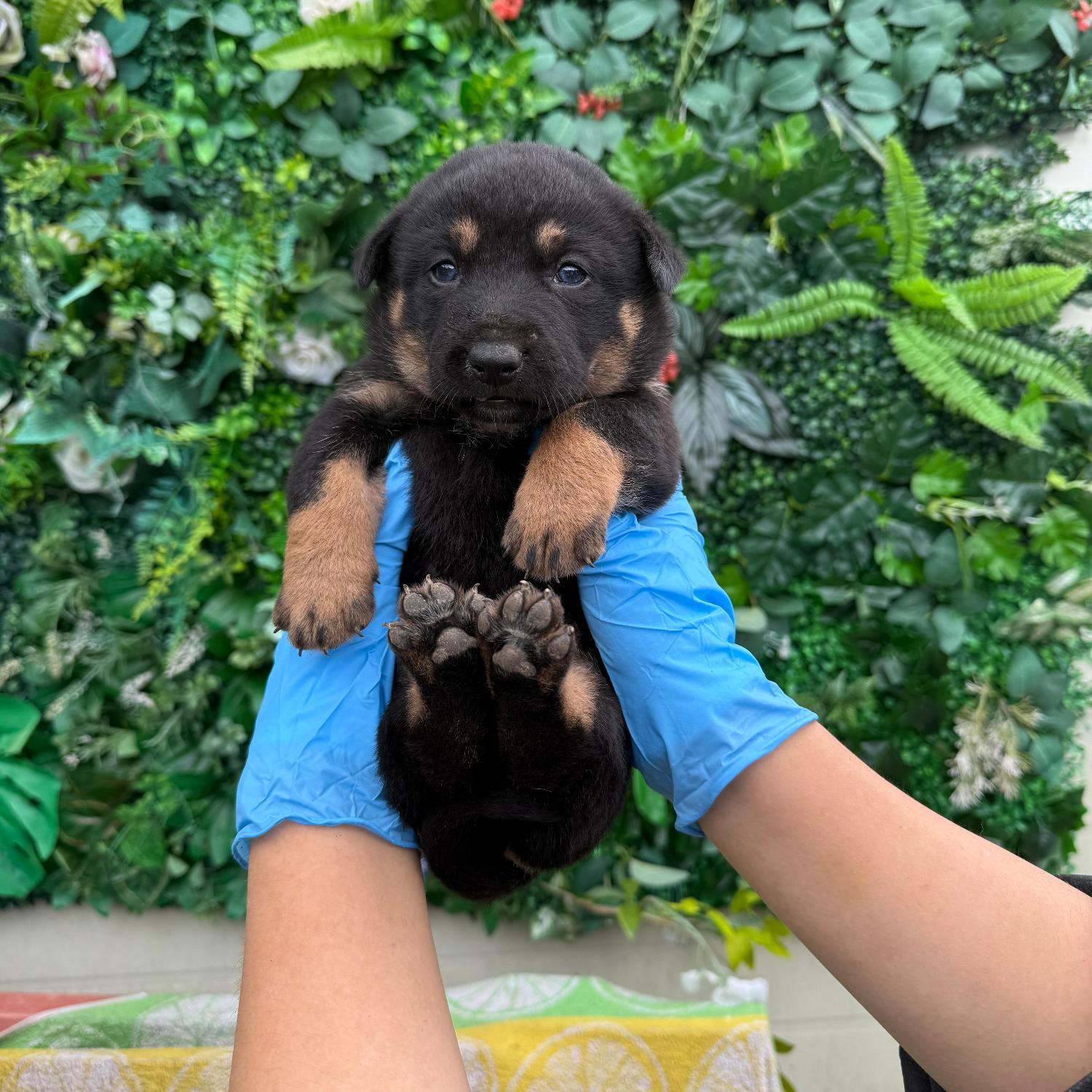 종료(입양) 믹스견…