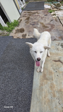 보호중 진도견의 가…