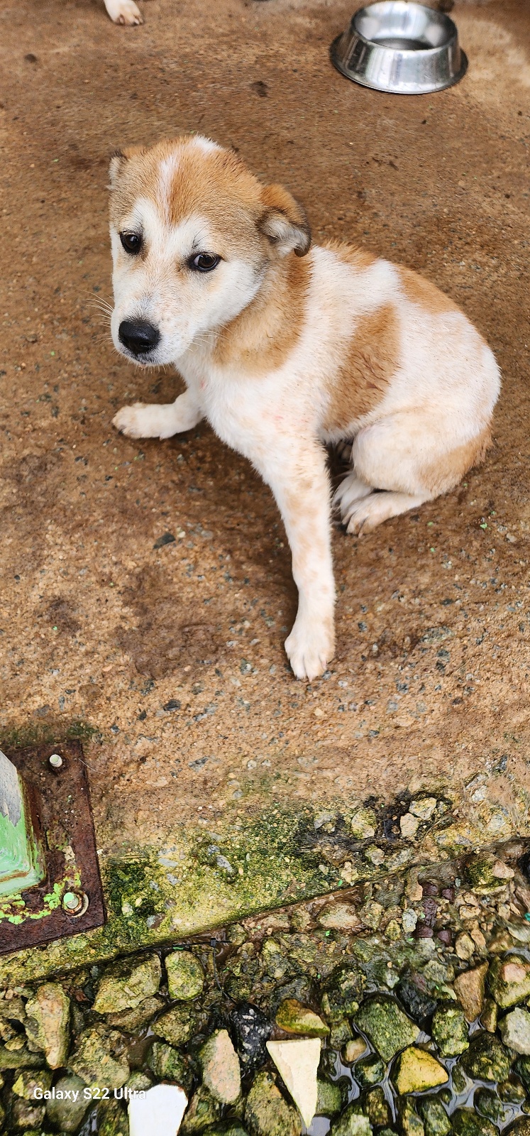 보호중 믹스견의 가…