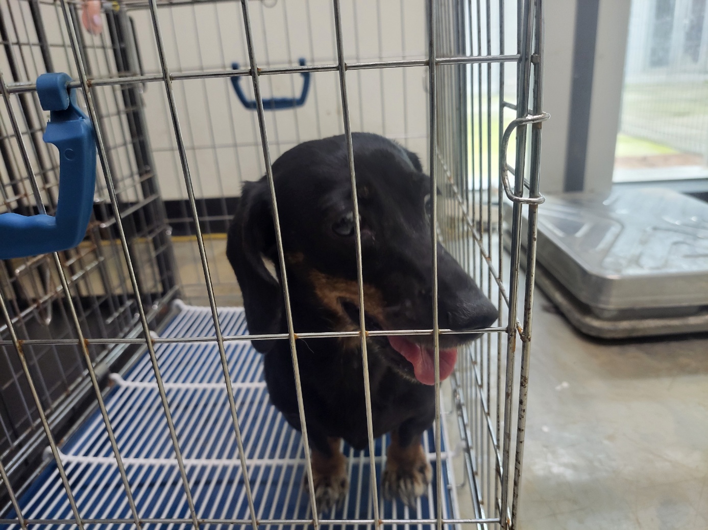 보호중 래빗 닥스훈…