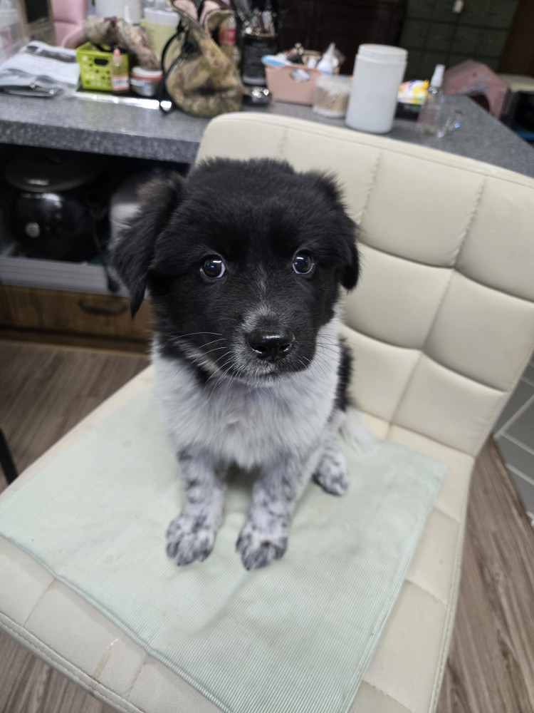 보호중 믹스견의 가…